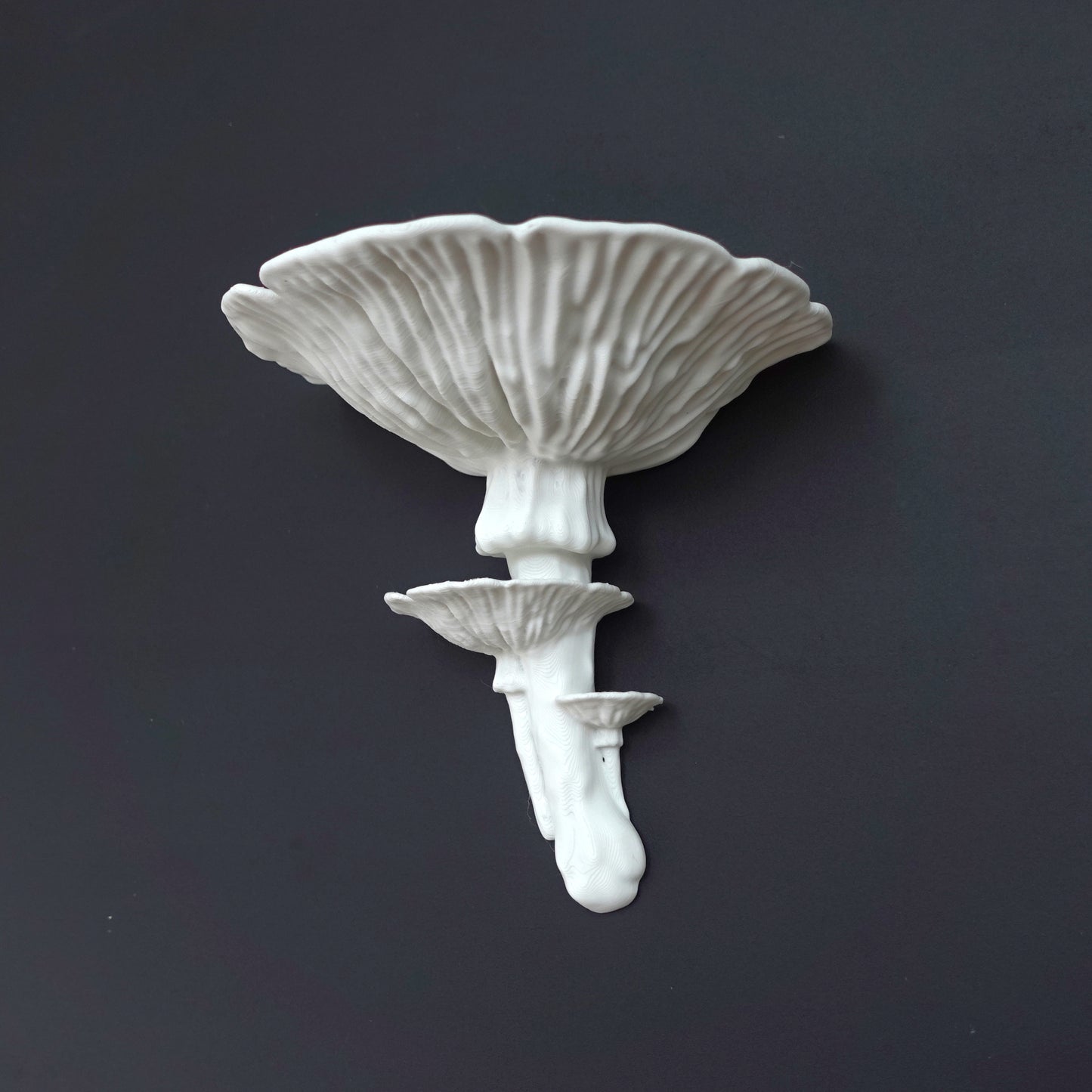 Amanita Fungus - מדף פטריה